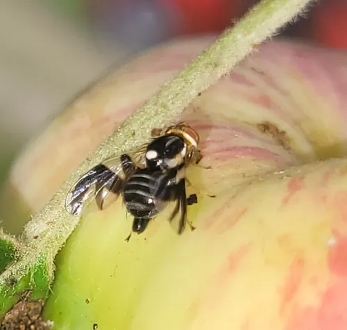 Apple Maggot
