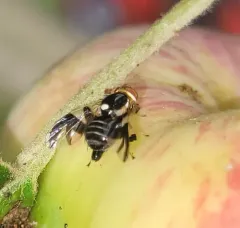 Apple Maggot thumbnail 1
