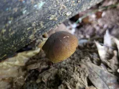 Boletellus chrysenteroides thumbnail 3