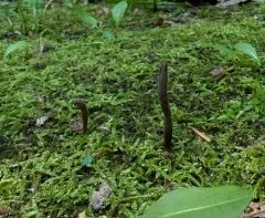 Clavaria atroumbrina thumbnail 2