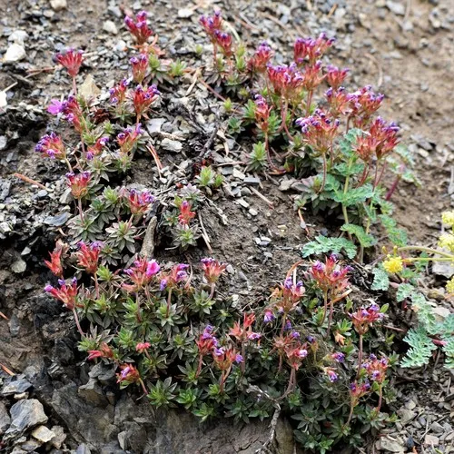 Cliff Douglasia