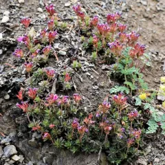 Cliff Douglasia thumbnail 1