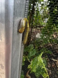 Bumblebee Millipede thumbnail 3