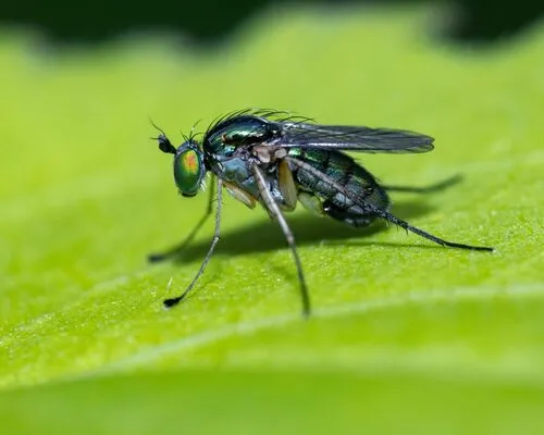 Dolichopus canadensis
