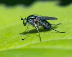 Dolichopus canadensis thumbnail 1