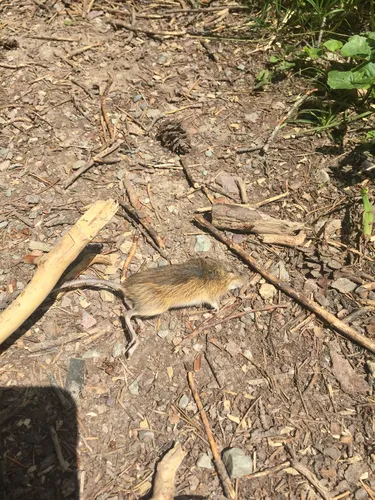 Southwestern Jumping Mouse