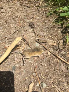 Southwestern Jumping Mouse thumbnail 1
