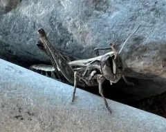 Club-horned Grasshopper thumbnail 3