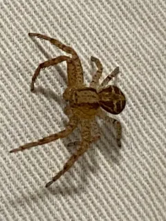 Tan crab spider thumbnail 3