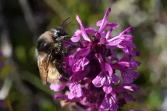 Active Bumble Bee thumbnail 3