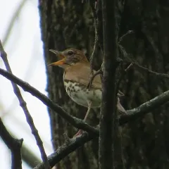 Wood Thrush thumbnail 4