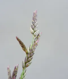 Jersey Love-grass thumbnail 3