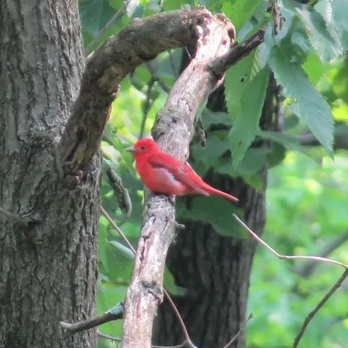 Summer Tanager
