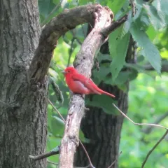 Summer Tanager thumbnail 1