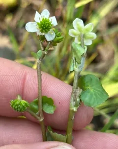 Floating Marsh-marigold thumbnail 2