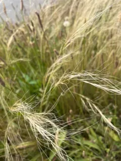 Mexican feathergrass thumbnail 3