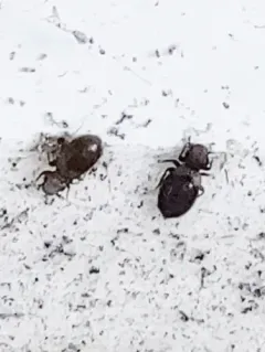 Granary Book Louse thumbnail 3