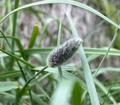 Alpine Foxtail thumbnail 2