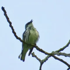 Cerulean Warbler thumbnail 2