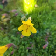 Subalpine Monkeyflower thumbnail 2