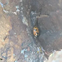 Casey's Lady Beetle thumbnail 3
