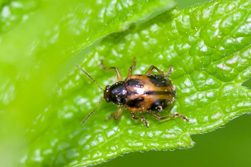Four-marked Oval Leaf Beetle