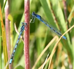 River Bluet thumbnail 2
