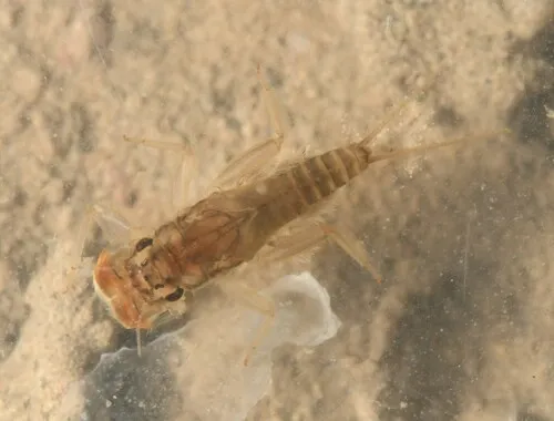 Traverella albertana