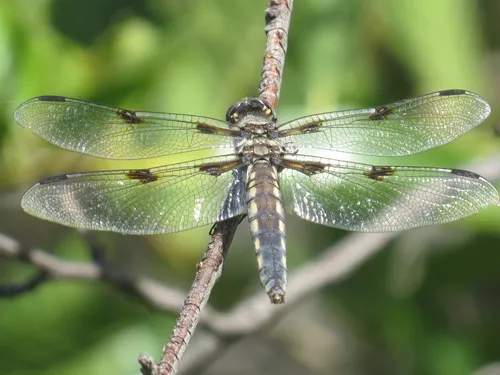 Hoary Skimmer