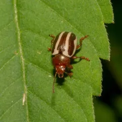 Bidentate Leaf Beetle thumbnail 4