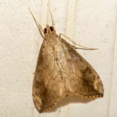 Cross-striped Cabbageworm Moth thumbnail 2