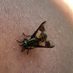 Shining Deer Fly thumbnail 4