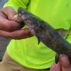 Flathead Catfish thumbnail 3