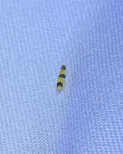 Three-banded Leafhopper thumbnail 4