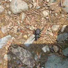Cychrus tuberculatus thumbnail 3