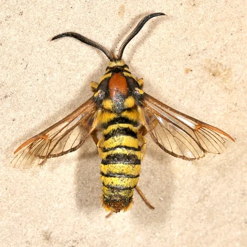 American Hornet Moth