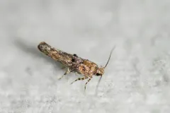 Agnippe biscolorella thumbnail 1