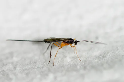 Macrocentrus marginator