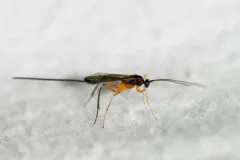 Macrocentrus marginator thumbnail 1