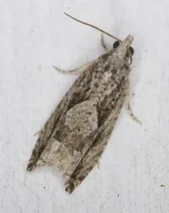 ironwood fruitworm thumbnail 3