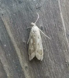 Occidentalia comptulatalis thumbnail 4