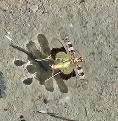 Geyser Grasshopper thumbnail 4