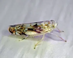 Scaphoideus intricatus thumbnail 2