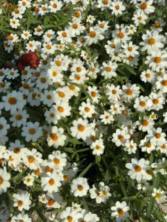 blackfoot daisy thumbnail 2