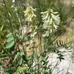 Racemose Milkvetch thumbnail 4