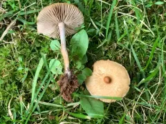 Inocybe curvipes thumbnail 4