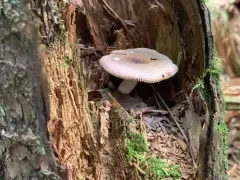 Purple Swamp Brittlegill thumbnail 2