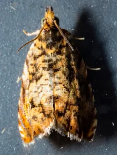 Dichrorampha leopardana thumbnail 4