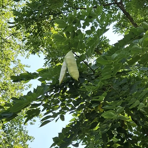 Kentucky coffeetree