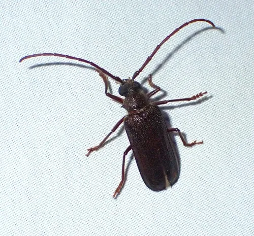 Tragosoma pilosicornis